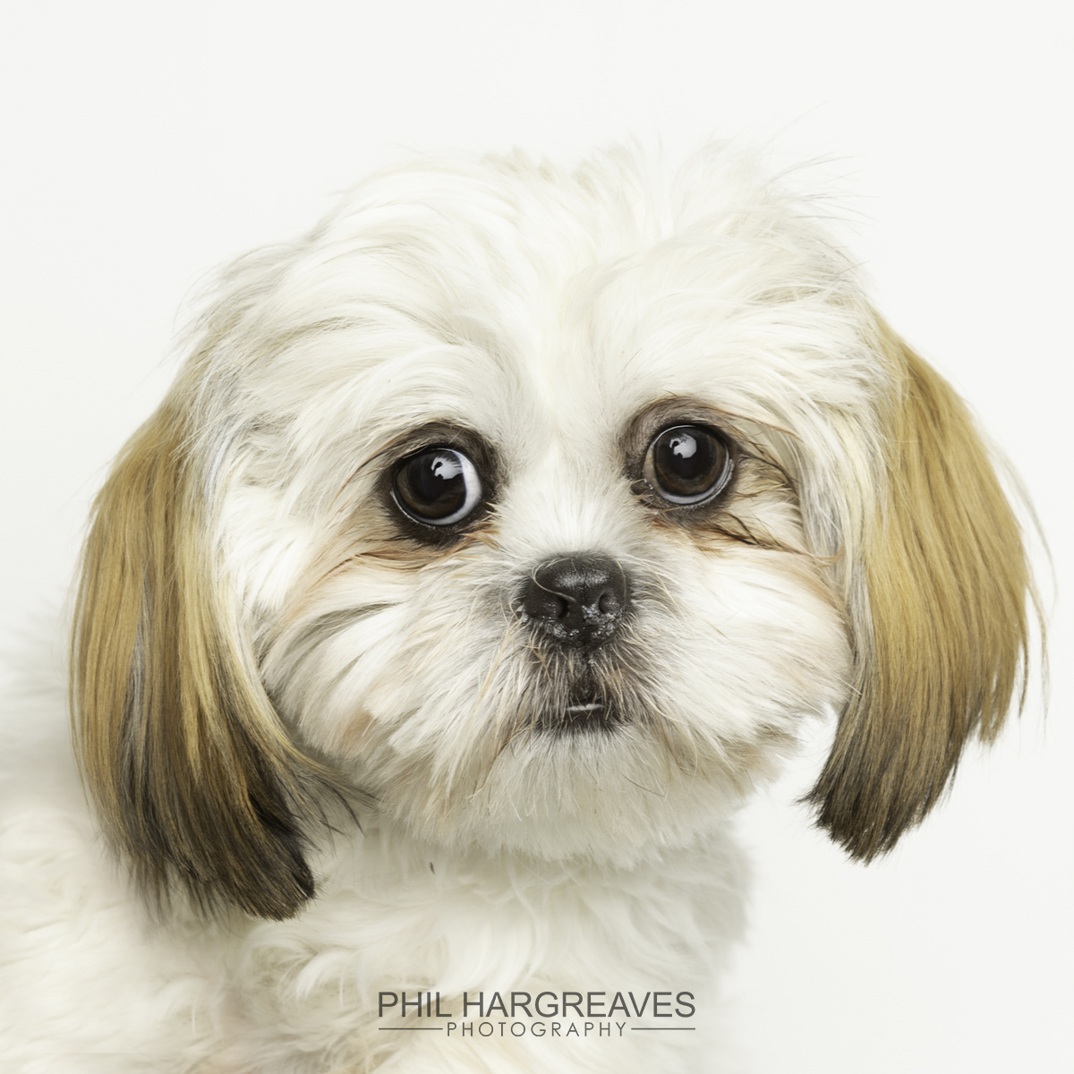 Dog Photoshoots for Pendle Dogs in Need! Localgiving